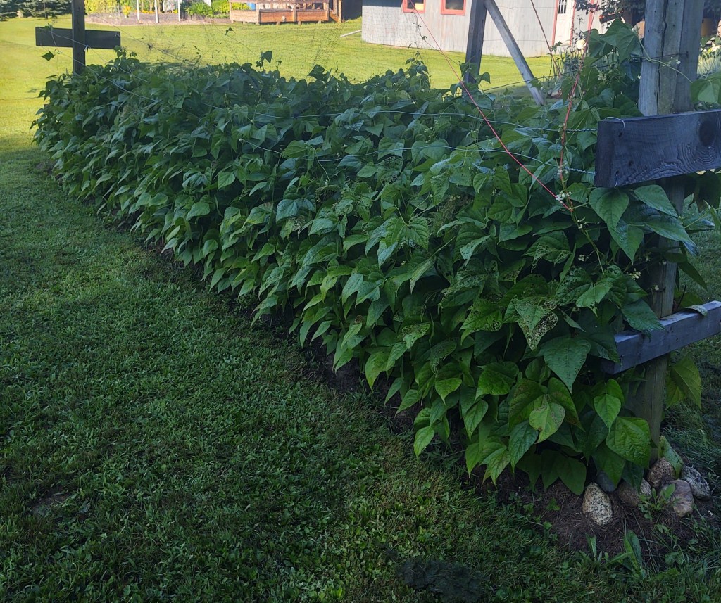 Dried Beans:  Growing, Harvesting, Storing,&nbsp;Using