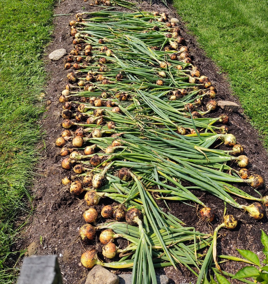 Curing & Storing&nbsp;Onions